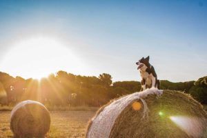 Southwest Missouri family dog sitting on some hay